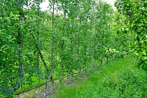 Versailles; Franciaország - 2019. június 16.: Le potager du roi — Stock Fotó