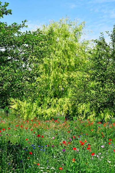 Villennes sur Seine; Frankrijk - 24 juni 2019: openbaar park — Stockfoto