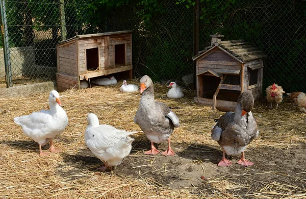 Sagy; Francia - 6 de septiembre de 2019: avicultura — Foto de Stock