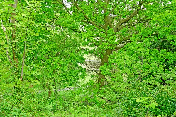 Londen, Greenwich; Engeland - 5 mei 2019: Koninklijke Sterrenwacht Gard — Stockfoto