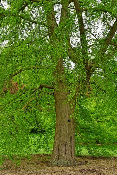 London; Kew, England - May 5 2019: the Kew Gardens — стоковое фото