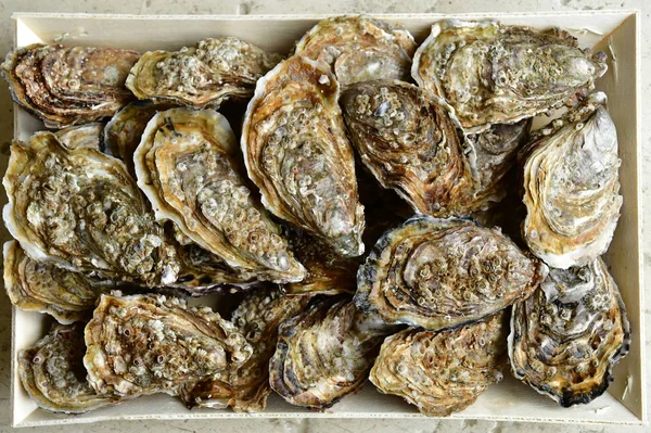Poissy, France - december 18 2019 : Isigny oysters — 스톡 사진