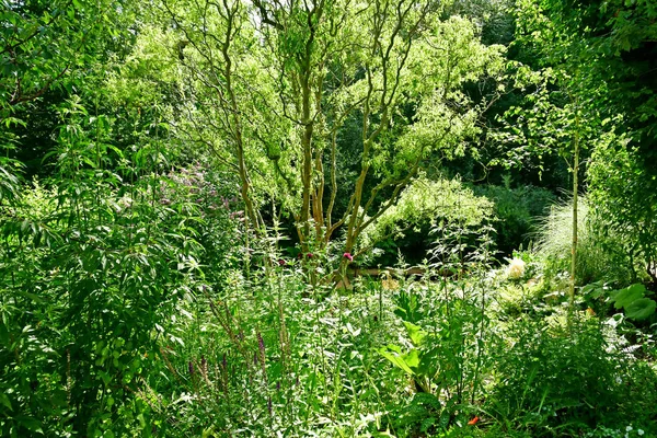 Chaumont Sur Loire Francia Junio 2019 Festival Internacional Des Jardins — Foto de Stock