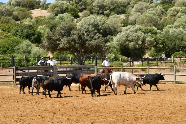 Medina Sidonia Spanje Augustus 2019 Acampo Abierto — Stockfoto