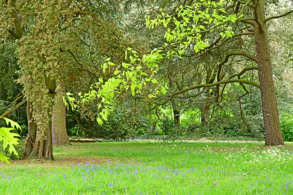 London Kew England May 2019 Kew Royal Botanic Gardens — стокове фото