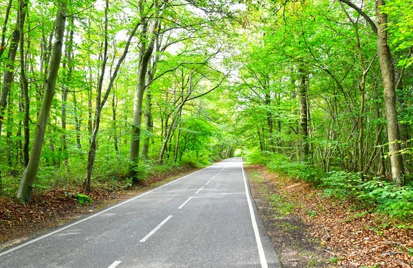 Follainville Dennemont France May 2019 Forest — Stock fotografie