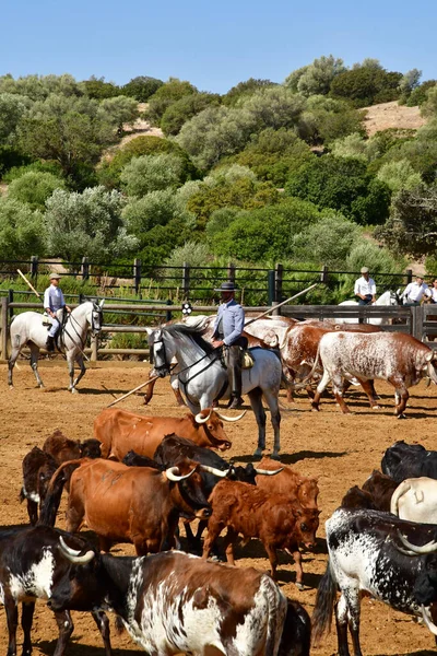 Medina Sidonia Espanha Agosto 2019 Acampo Abierto — Fotografia de Stock