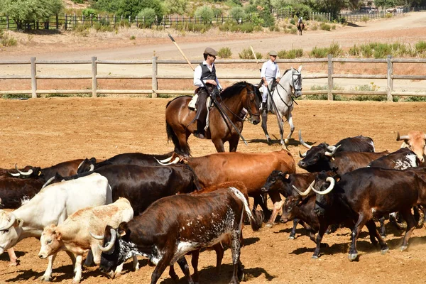 Medina Sidonia Espanha Agosto 2019 Acampo Abierto — Fotografia de Stock