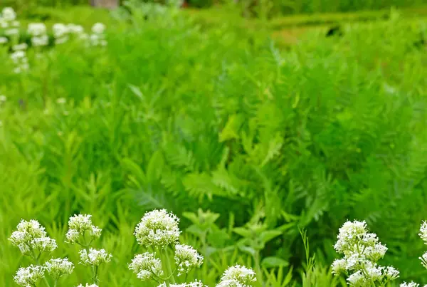 法国比利亚尔考 2019年6月9日 历史城堡中的药用植物花园 — 图库照片