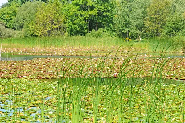 Montreal Quebec Canadá Junho 2018 Lagoa Jardim Botânico Criado 1931 — Fotografia de Stock