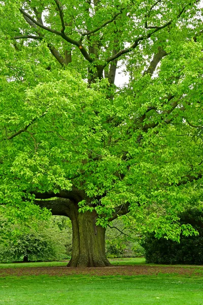 英国邱园 2019年5月5日 邱园皇家植物园 — 图库照片