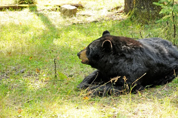 Quebec Kanada Června 2018 Medvěd Zoo Sauvage Saint Flicien — Stock fotografie