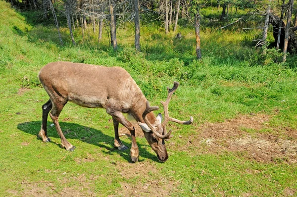 Quebec Canada June 2018 Caribou Saint Felicien Zoo — Stock Photo, Image