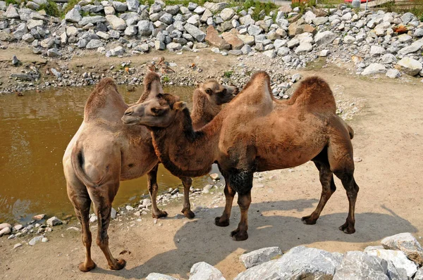 Quebec Canada Giugno 2018 Cammello Allo Zoo Saint Felicien — Foto Stock