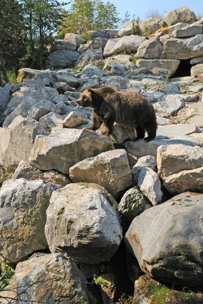 Quebec Kanada Června 2018 Medvěd Zoo Sauvage Saint Felicien — Stock fotografie