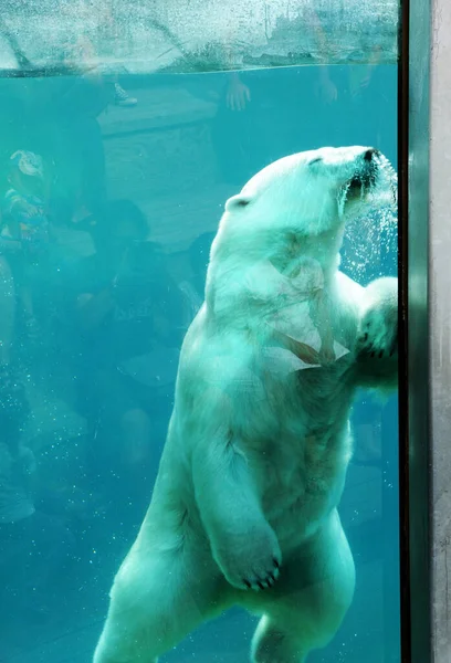 Κεμπέκ Καναδάς Ιουνίου 2018 Αρκούδα Στο Ζωολογικό Κήπο Του Saint — Φωτογραφία Αρχείου