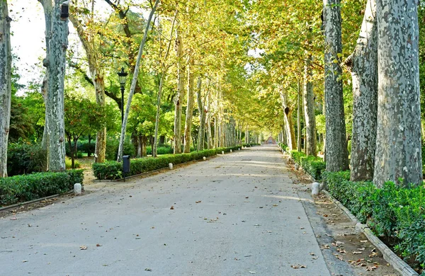 Seville Spain August 2019 Maria Luisa Park — Stock Fotó