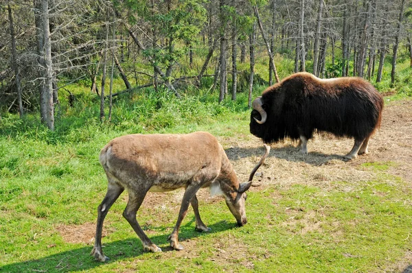 Quebec Canada June 2018 Bison Caribou Saint Felicien Zoo — Stock Photo, Image