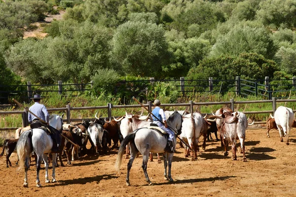 Medina Sidonia Spanyolország Augusztus 2019 Acampo Abierto — Stock Fotó