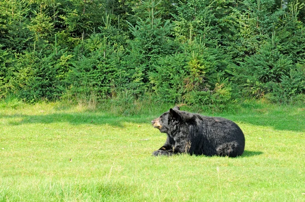 Quebec Canada Juni 2018 Björn Zoo Sauvage Saint Felicien — Stockfoto