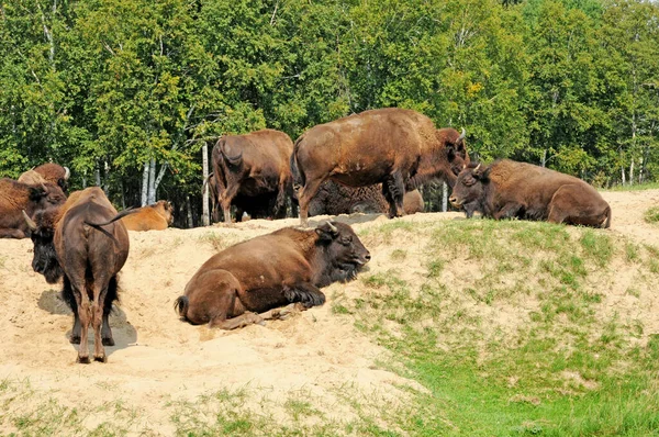 Quebec Canada June 2018 Bison Saint Felicien Zoo — Stock Photo, Image