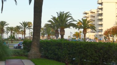 Sahilde palmiye ağaçları