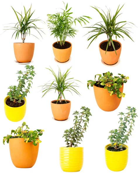 Colección de diversas plantas en maceta — Foto de Stock