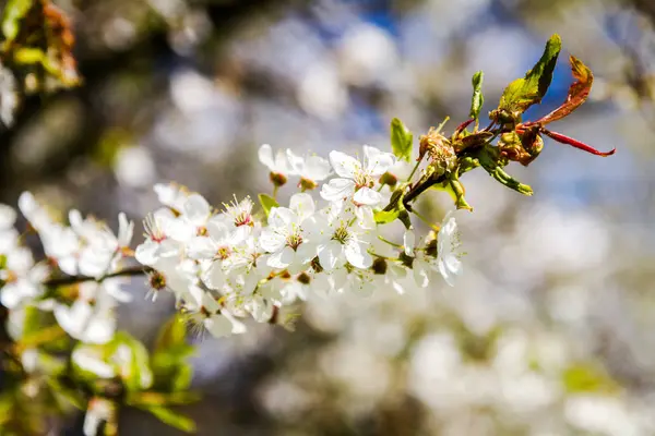 Hermoso árbol de ciruela en flor de primavera —  Fotos de Stock