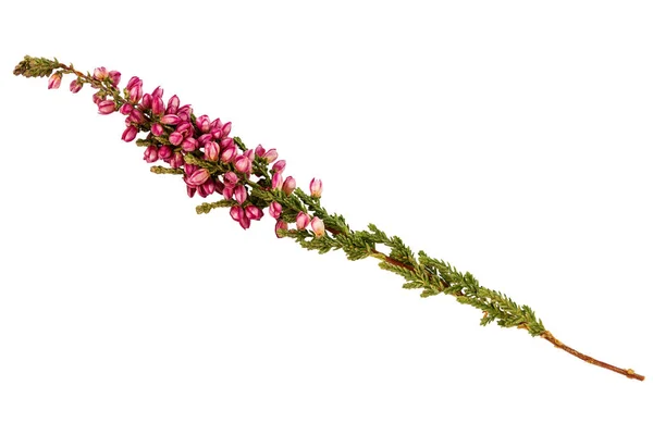 Common heather Calluna vulgaris twig — Stock Photo, Image