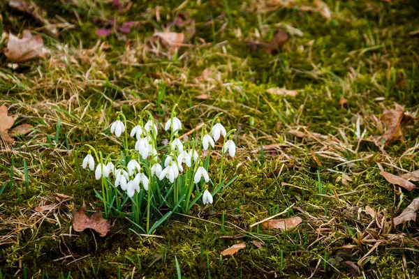 Freschi primi bucaneve in fiore — Foto Stock