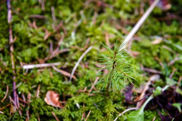 Jonge dennen plantgoed boom stronk in bos — Stockfoto