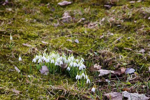 Fresh first snowdrops blooming — Stock Photo, Image