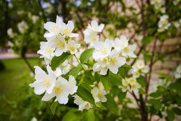 Naranjo falso - Philadelphus - flores en verano —  Fotos de Stock