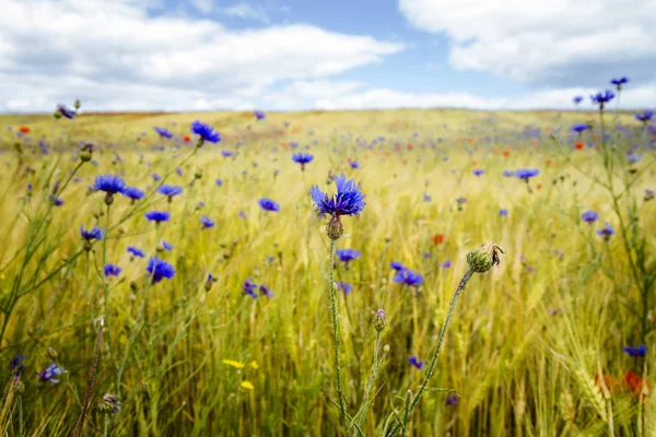 Цветущие васильки на ржаном поле — стоковое фото
