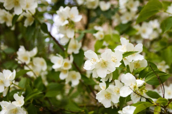 Mock orange tree - Philadelphus - flower blossoms in summer — Stock Photo, Image