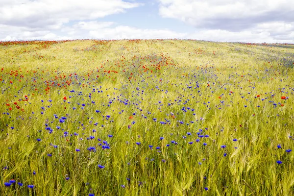 Flores de maíz florecientes y amapolas en el campo de centeno —  Fotos de Stock