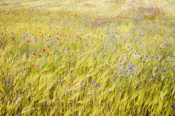 Flores de maíz florecientes y amapolas en el campo de centeno —  Fotos de Stock