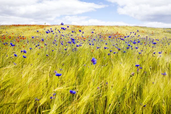 Цветущие васильки на ржаном поле — стоковое фото