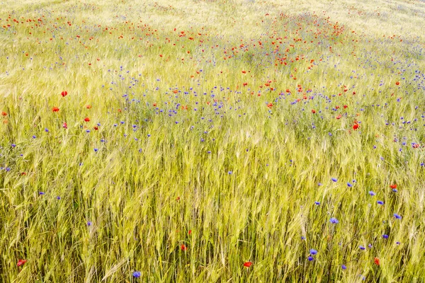 Blühende Kornblumen und Mohn im Roggenfeld — Stockfoto