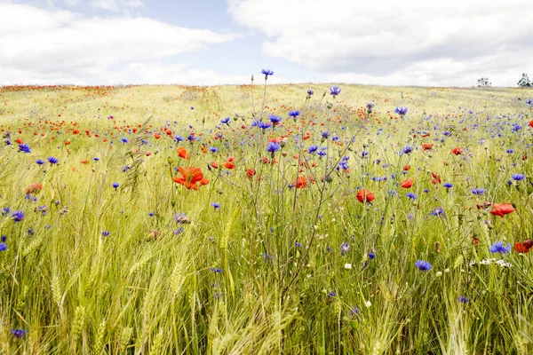 Цветущие кукурузные цветы и маки на ржаном поле — стоковое фото