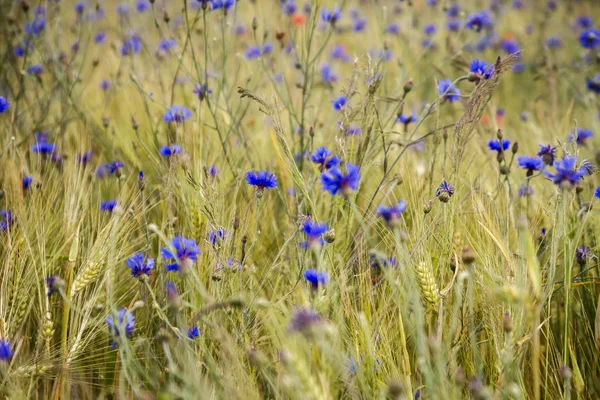 Blühende Kornblumen im Roggenfeld — Stockfoto