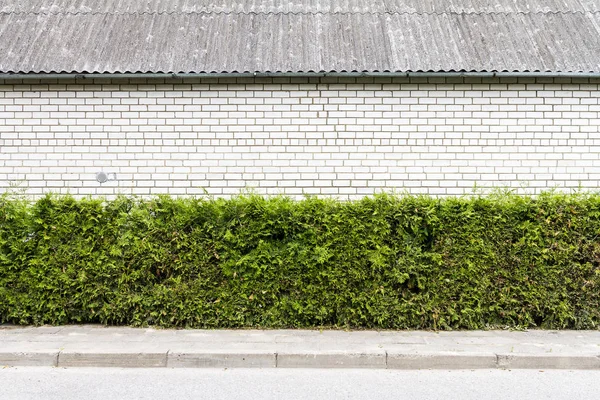 Grön växt och vitt tegel vägg bakgrund — Stockfoto