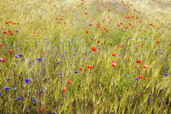 Blühende Kornblumen und Mohn im Roggenfeld — Stockfoto