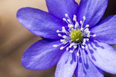 First fresh blue violet in the forest clipart