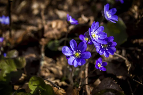 Primeras violetas azules frescas en el bosque — Foto de Stock