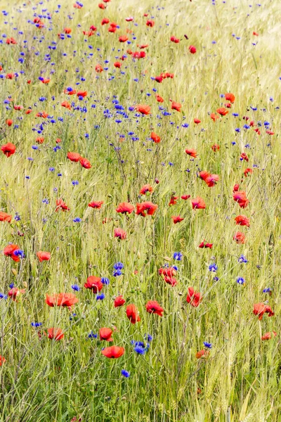 Blühende Kornblume im Roggenfeld — Stockfoto