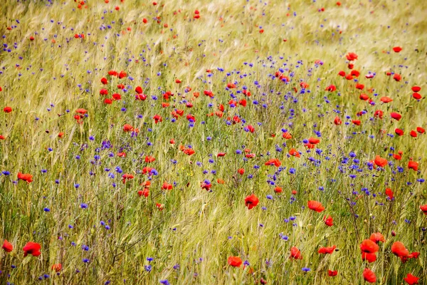 Blühende Kornblume im Roggenfeld — Stockfoto