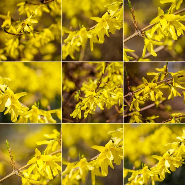 Collection of images with yellow forsythia flowers