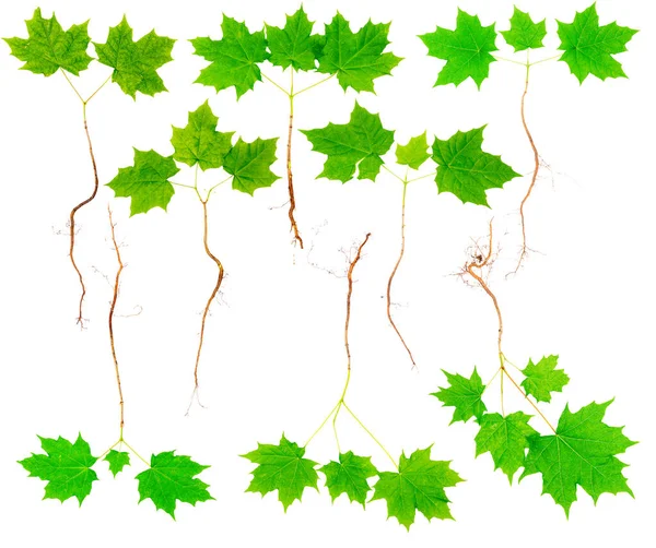 Verzameling van jonge esdoorn boom met wortels — Stockfoto
