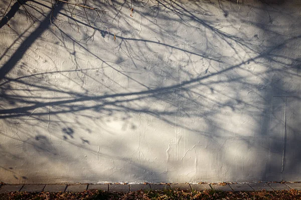 Vieux mur avec ombre d'arbre — Photo